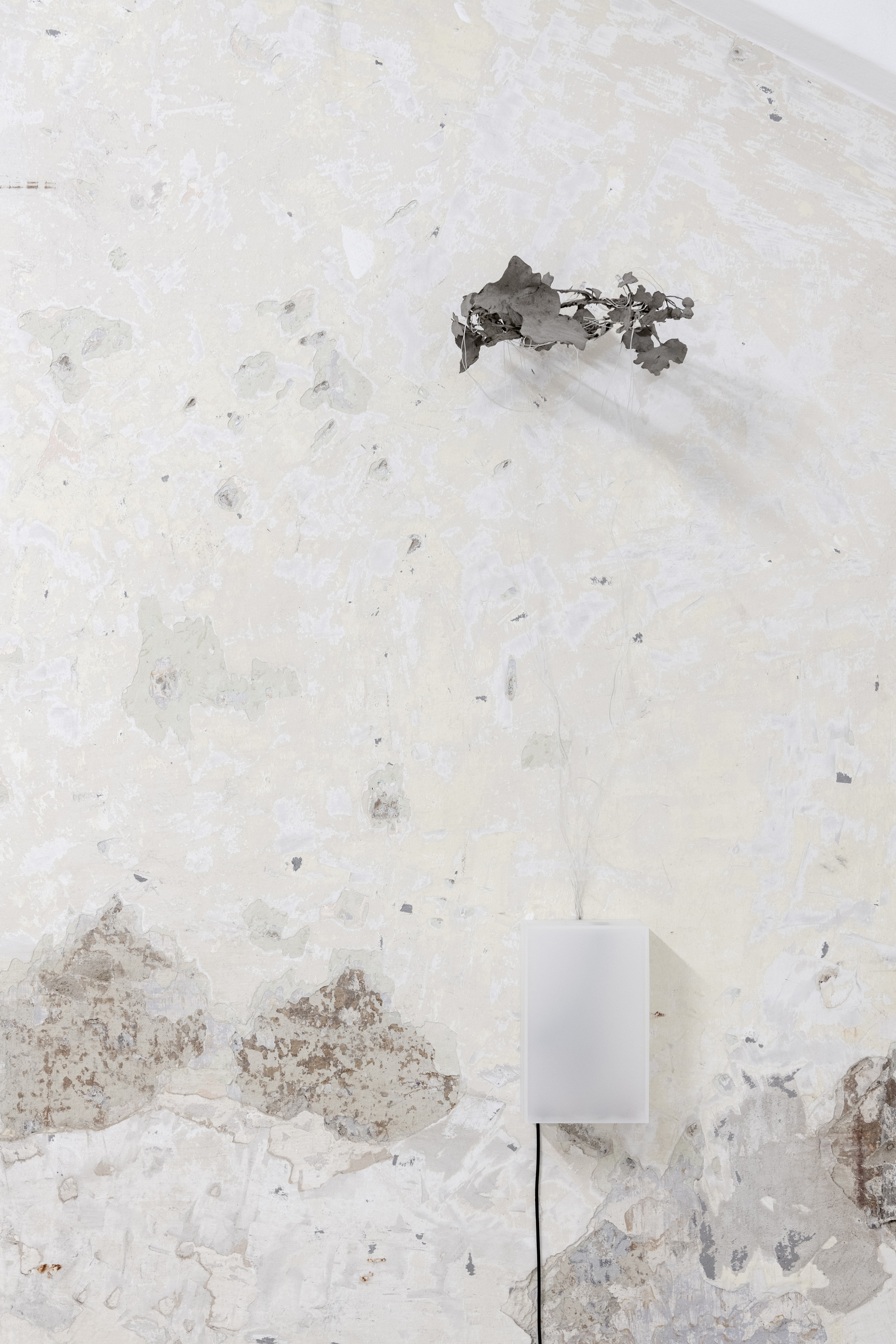 Anzhelika Palyvoda. Trostspender, Dried plants, concrete, plexiglass, cable, led lights, electronics, technical assistance David Ackerl 23 x 15 x 9 cm / d 28 cm, 2025